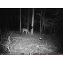 ScoutGuard BG590-24mHD black leaf camera Trail Cameras Scoutguard 