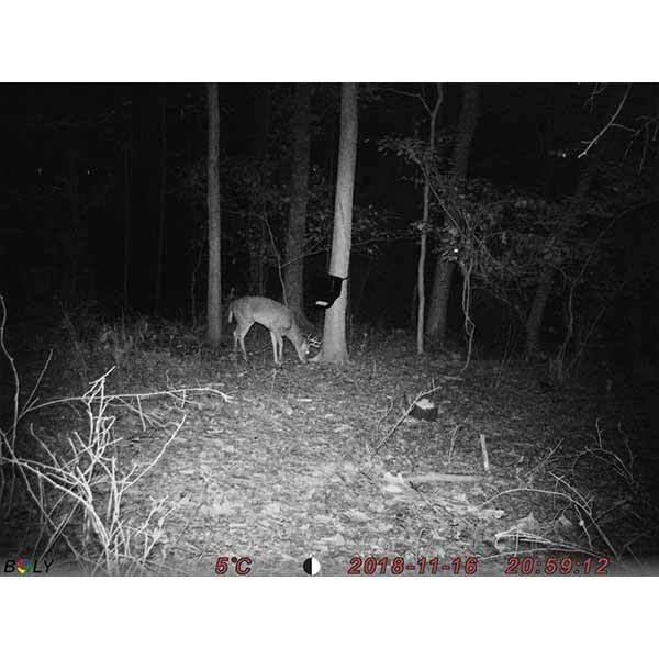 ScoutGuard BG590-24mHD black leaf camera Trail Cameras Scoutguard 