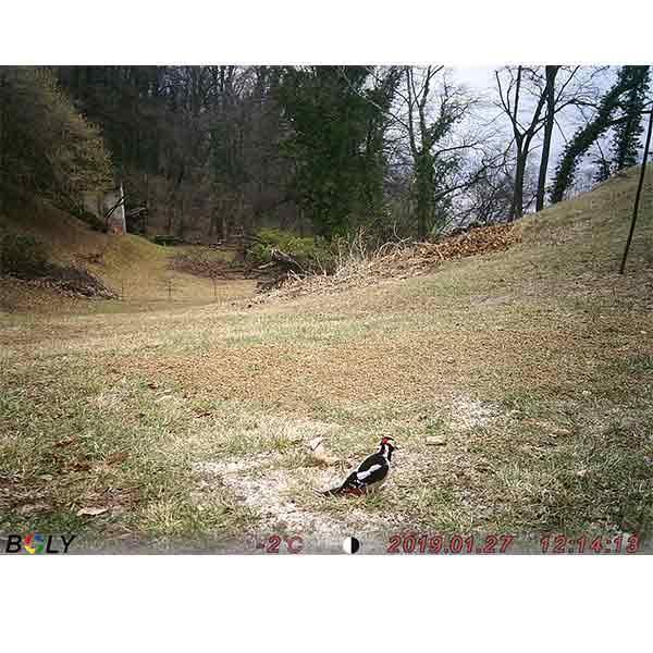 ScoutGuard BG590-24mHD black leaf camera Trail Cameras Scoutguard 