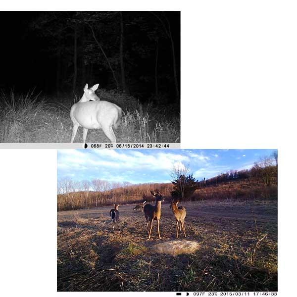 BravoX 3.5C HD wild cam Wildlife Cam vendor-unknown 